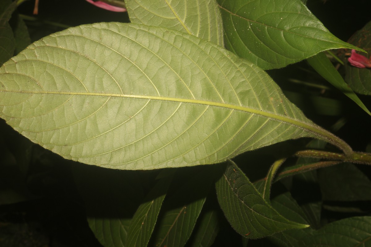 Aphelandra sinclairiana Nees